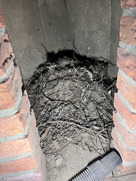 Ooievaars op vogelnest